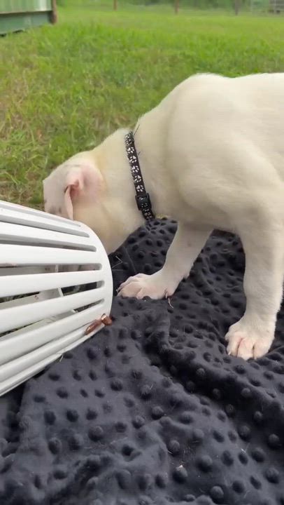 Enlarge Dune, a Adoptable mixed breed in Brattleboro , VT video 5/6
