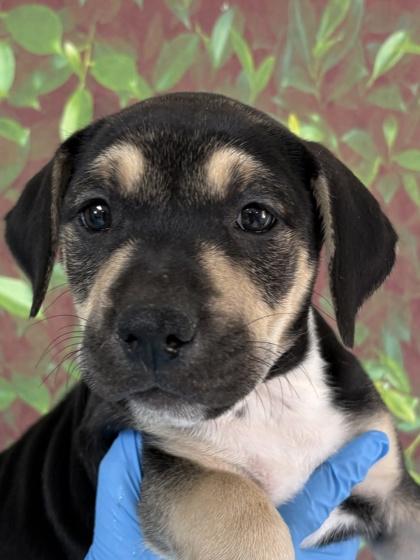 Pikachu — thumbnail 2