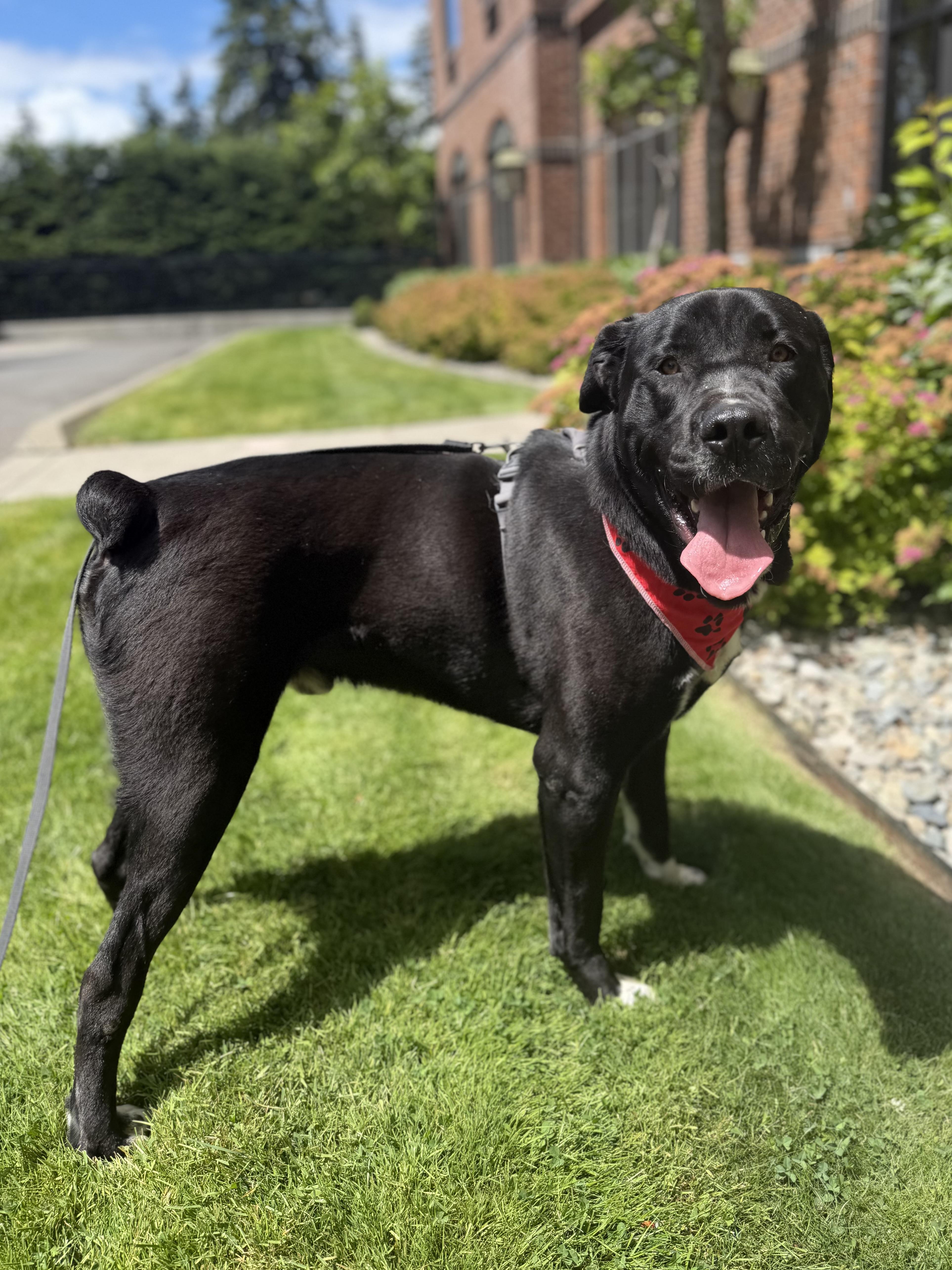 Enlarge Rock, a Adoptable mixed breed in lynnwood , WA image 3/6