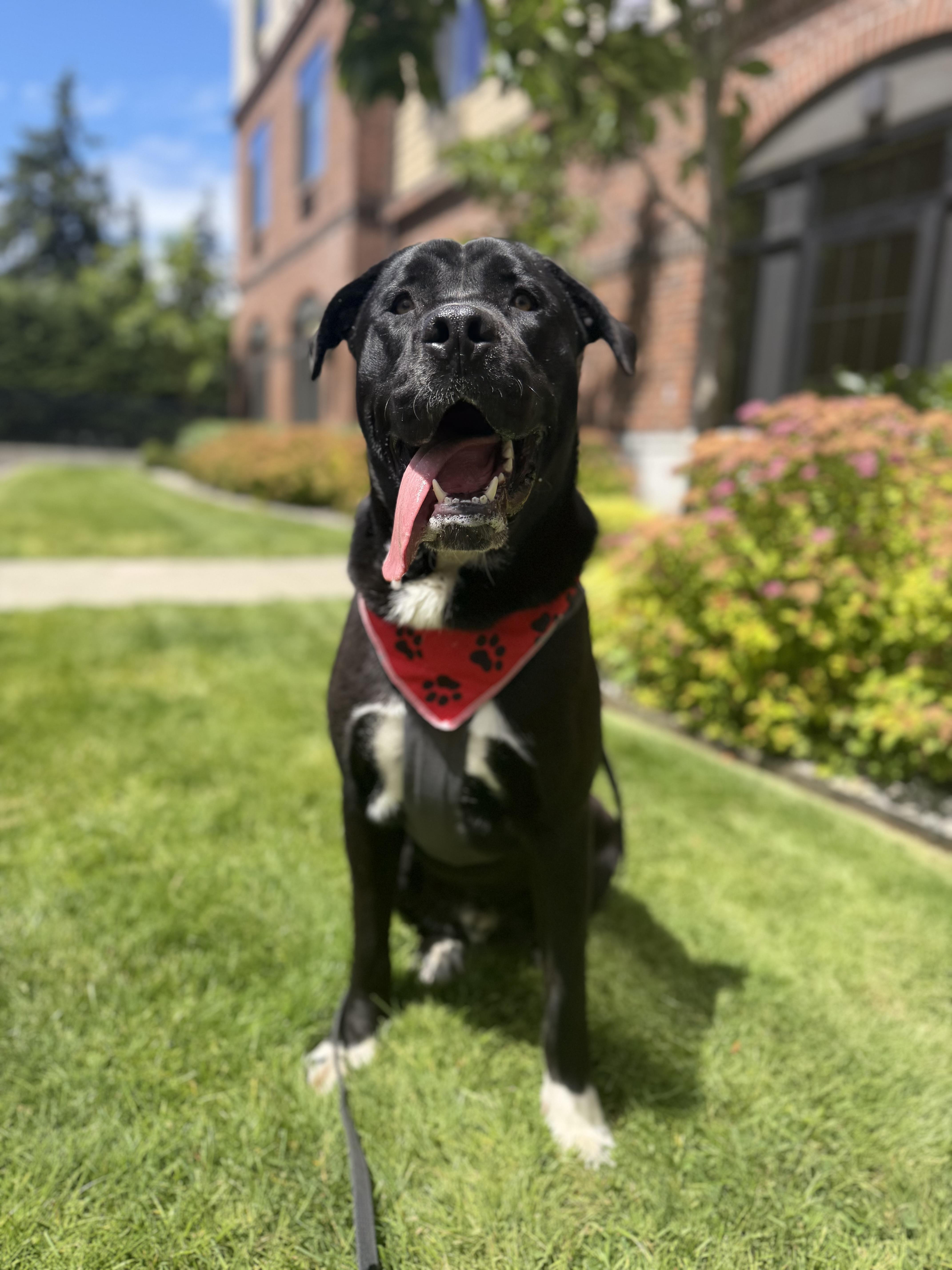 Enlarge Rock, a Adoptable mixed breed in lynnwood , WA image 6/6