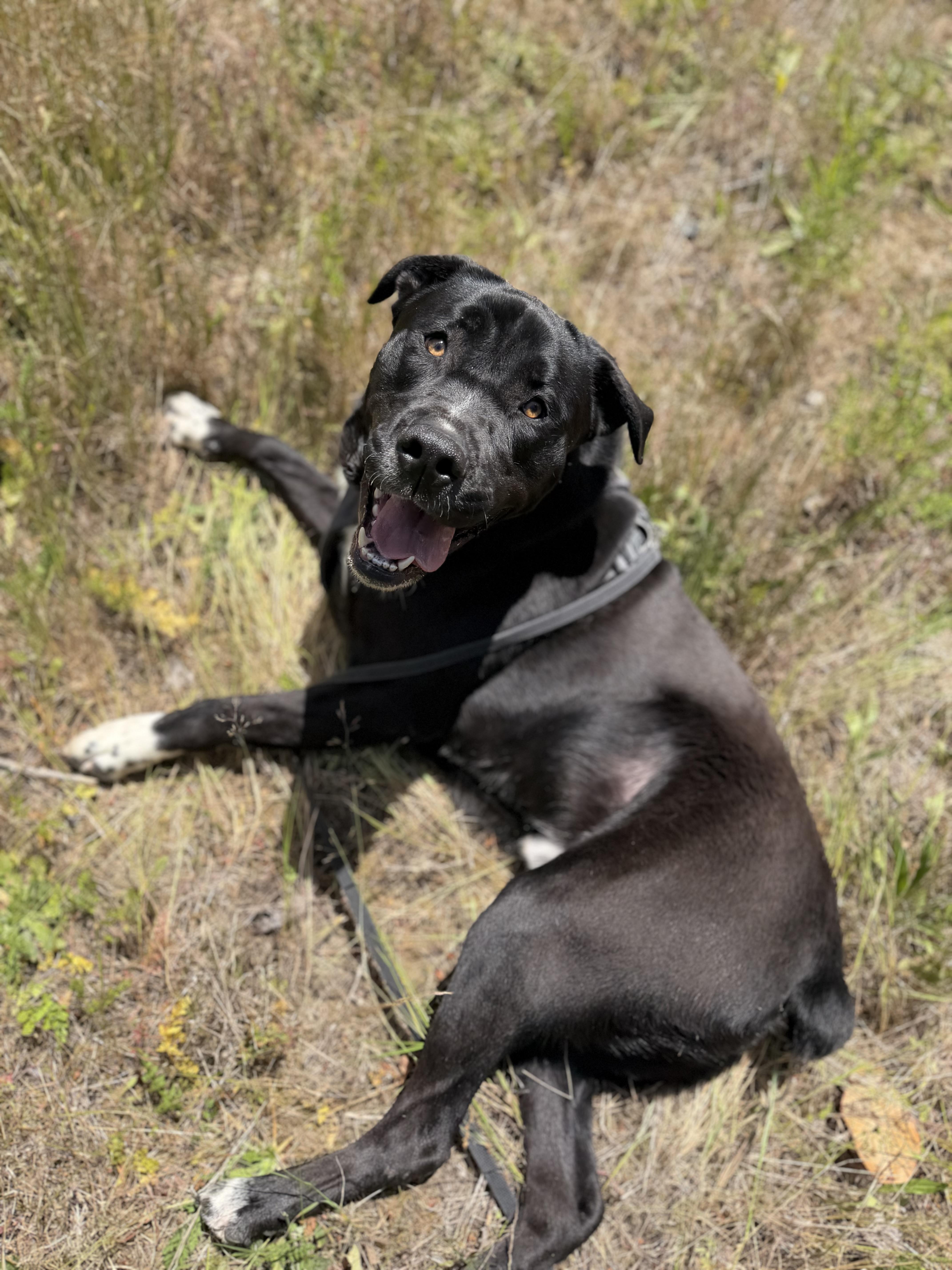 Enlarge Rock, a Adoptable mixed breed in lynnwood , WA image 4/6
