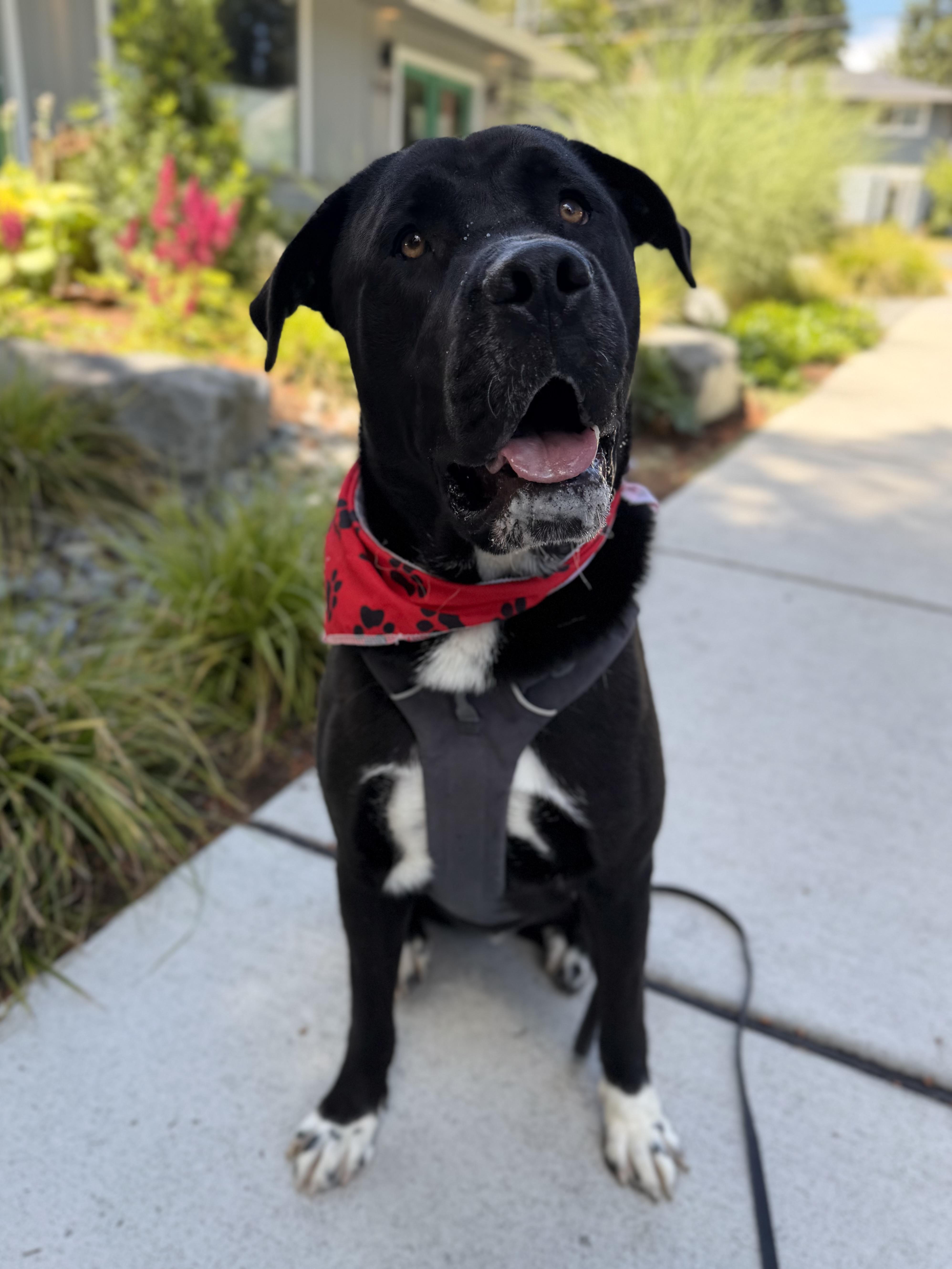 Enlarge Rock, a Adoptable mixed breed in lynnwood , WA image 2/6