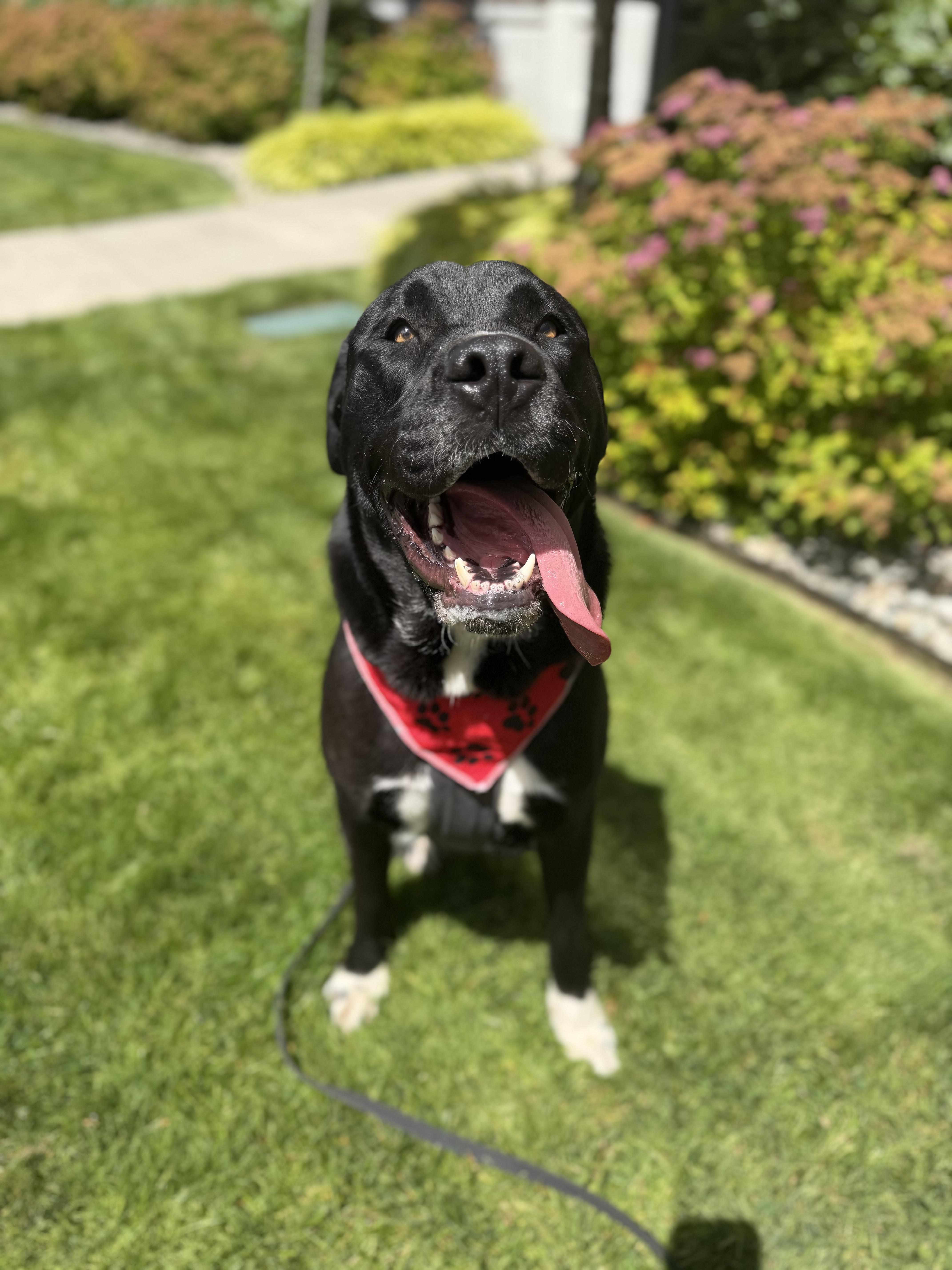 Enlarge Rock, a Adoptable mixed breed in lynnwood , WA image 5/6