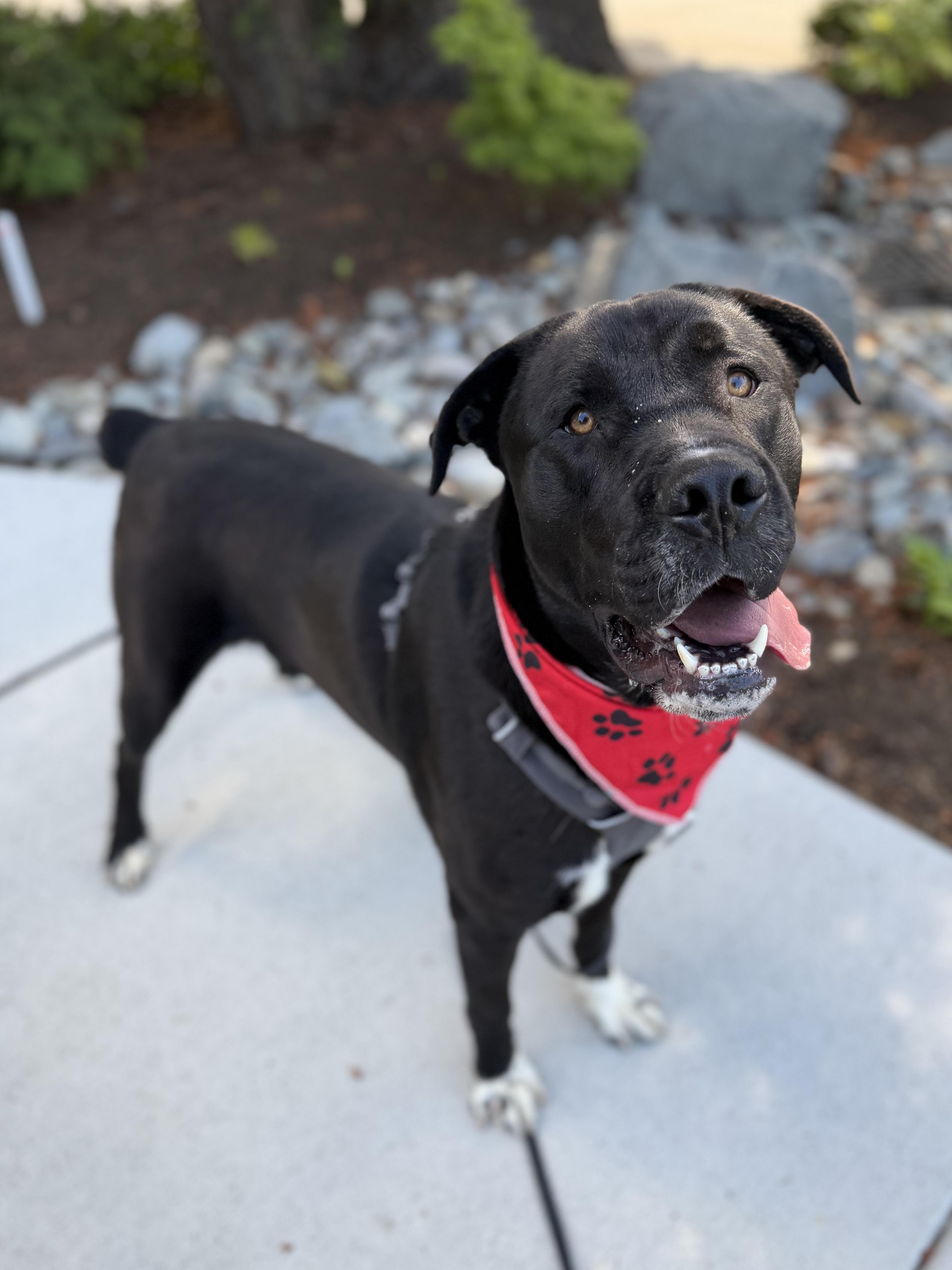 Rock, Adoptable, Adult Male Cane Corso & Rottweiler.