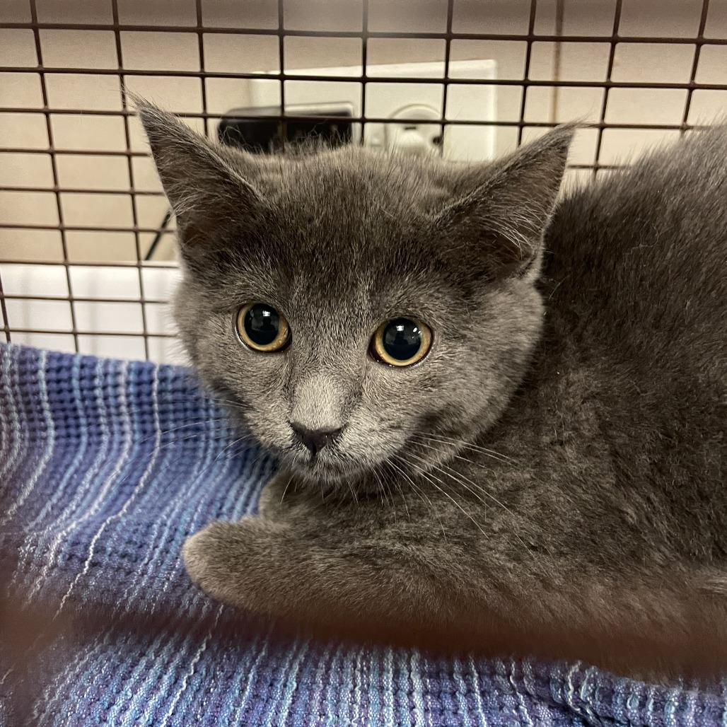Beast, a Adoptable Domestic Short Hair in Chicago, IL image 1/3