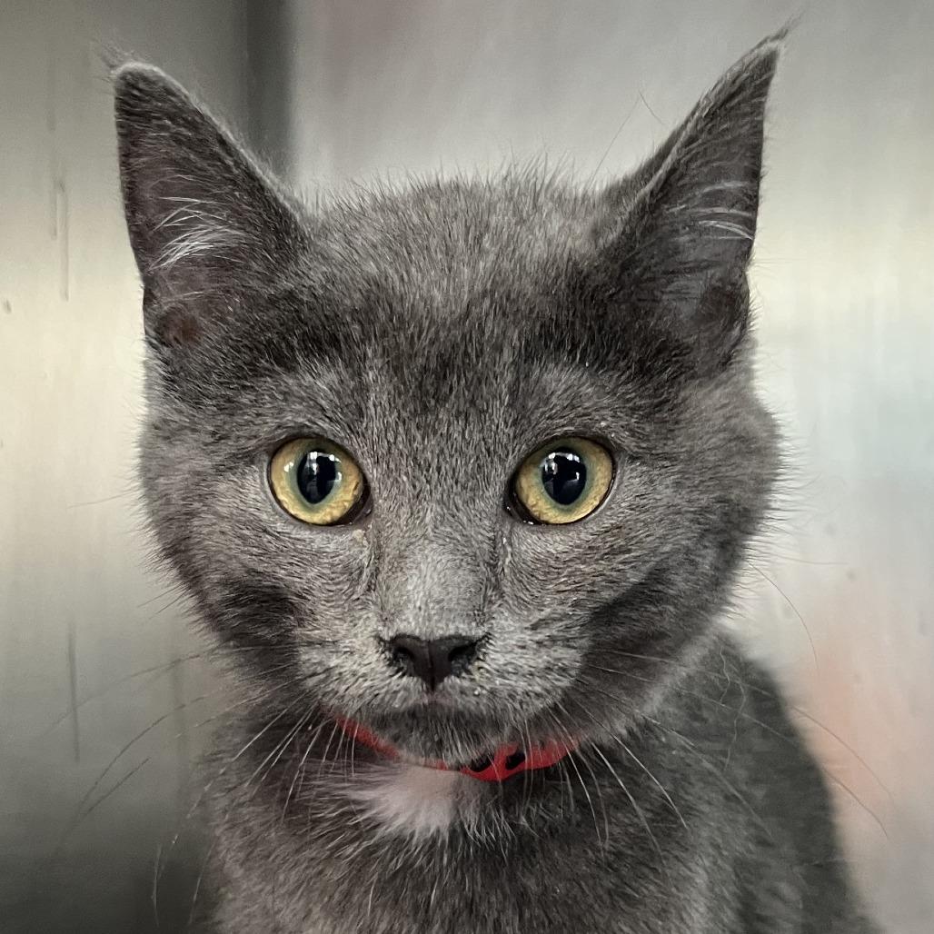 Beast, a Adoptable Domestic Short Hair in Chicago, IL image 2/3
