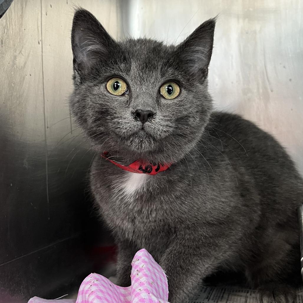 Beast, a Adoptable Domestic Short Hair in Chicago, IL image 3/3