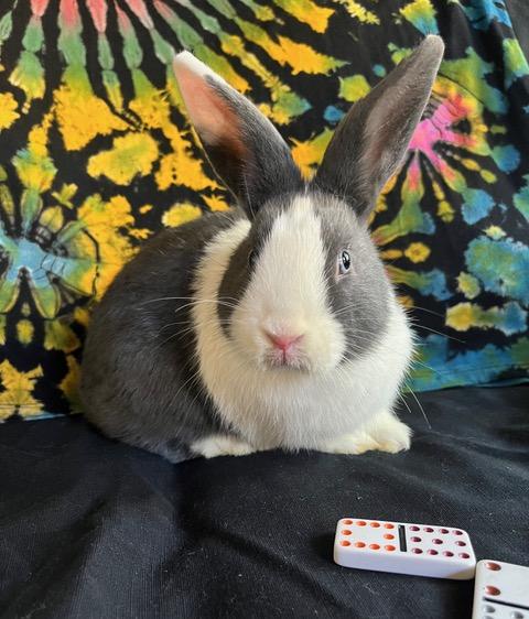 Enlarge Dominoes, a Adoptable Dutch in Livermore, CA image 3/5