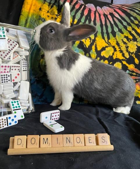 Enlarge Dominoes, a Adoptable Dutch in Livermore, CA image 4/5