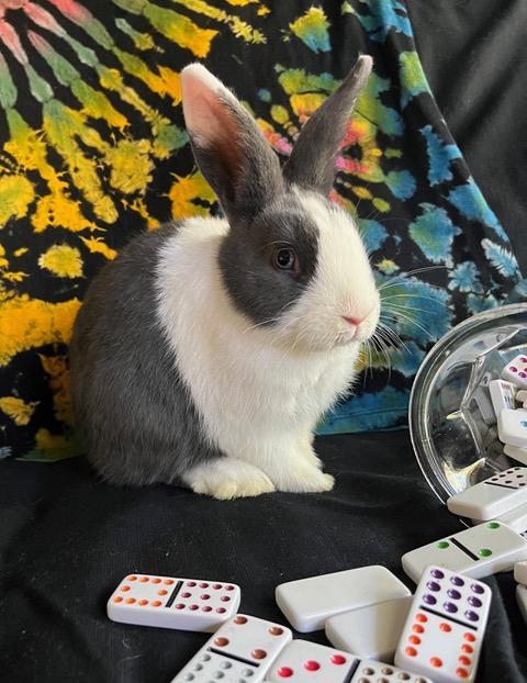 Enlarge Dominoes, a Adoptable Dutch in Livermore, CA image 5/5