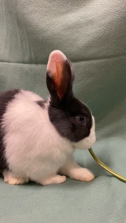 Enlarge Dominoes, a Adoptable Dutch in Livermore, CA video 2/5