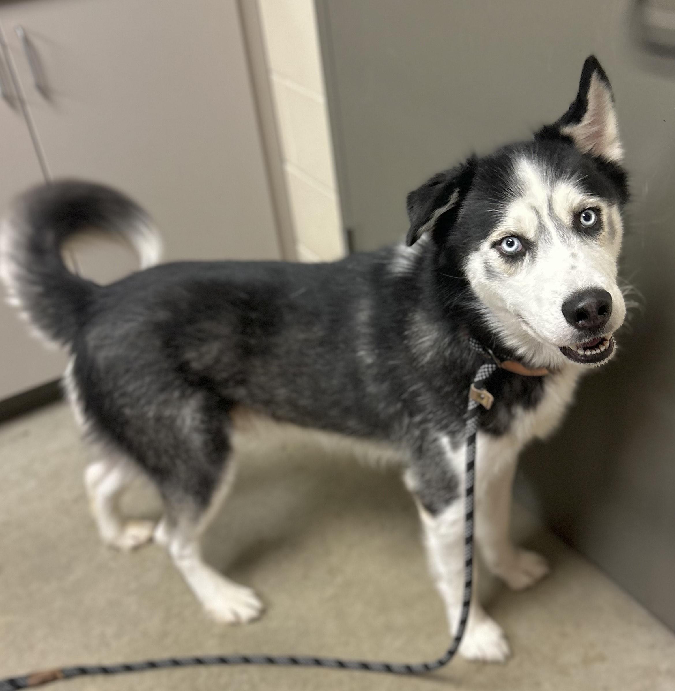 Enlarge Boris, a Adoptable mixed breed in Mason City, IA image 2/2