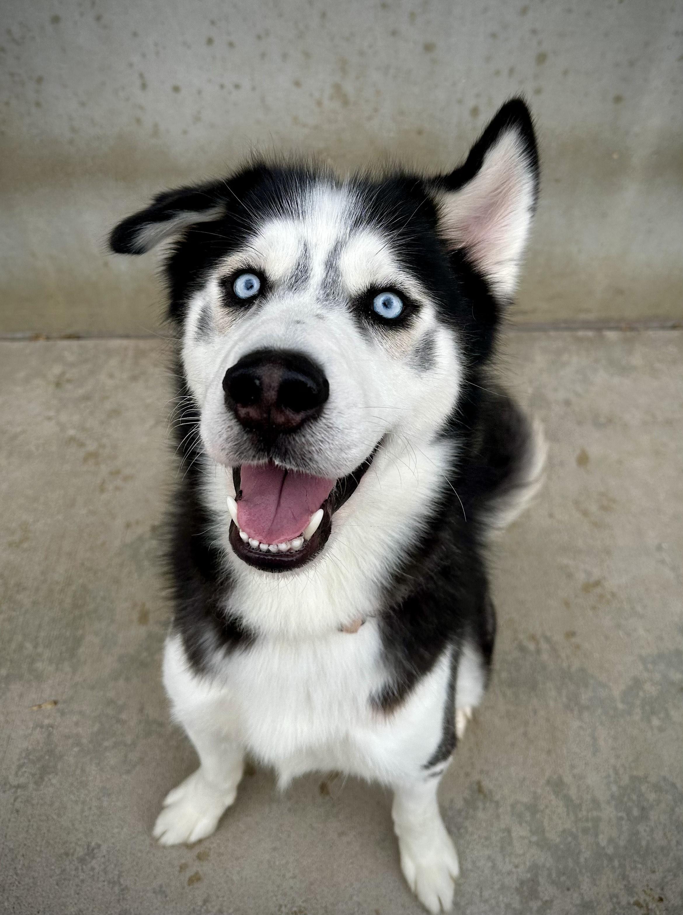Enlarge Boris, a Adoptable mixed breed in Mason City, IA image 1/2