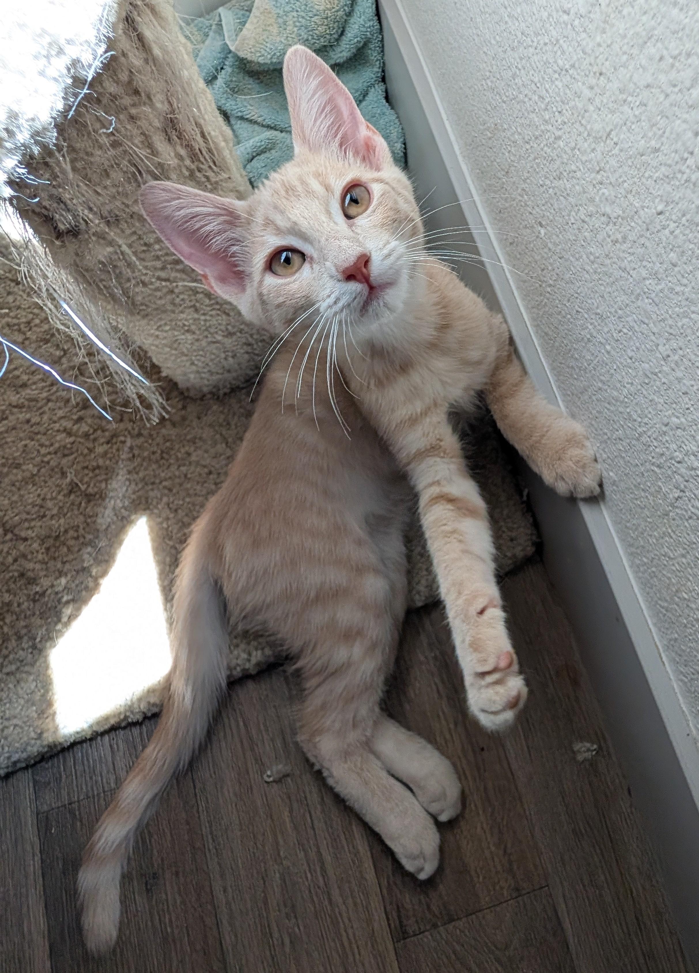 Enlarge Leo — 16-Week-Old Orange Boy, a ADOPTABLE Domestic Short Hair in Prescott, AZ image 2/3