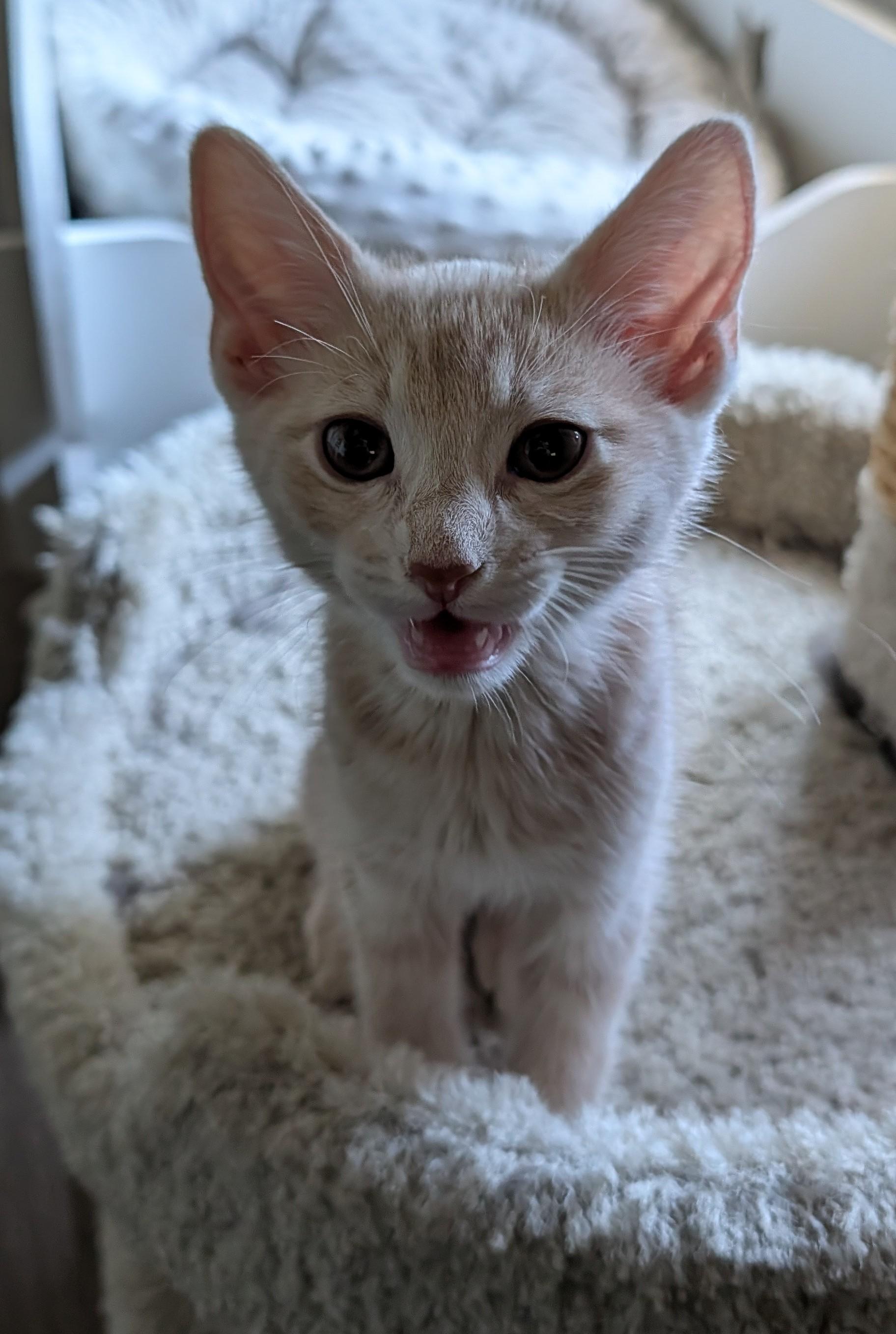 Enlarge Leo — 16-Week-Old Orange Boy, a ADOPTABLE Domestic Short Hair in Prescott, AZ image 3/3
