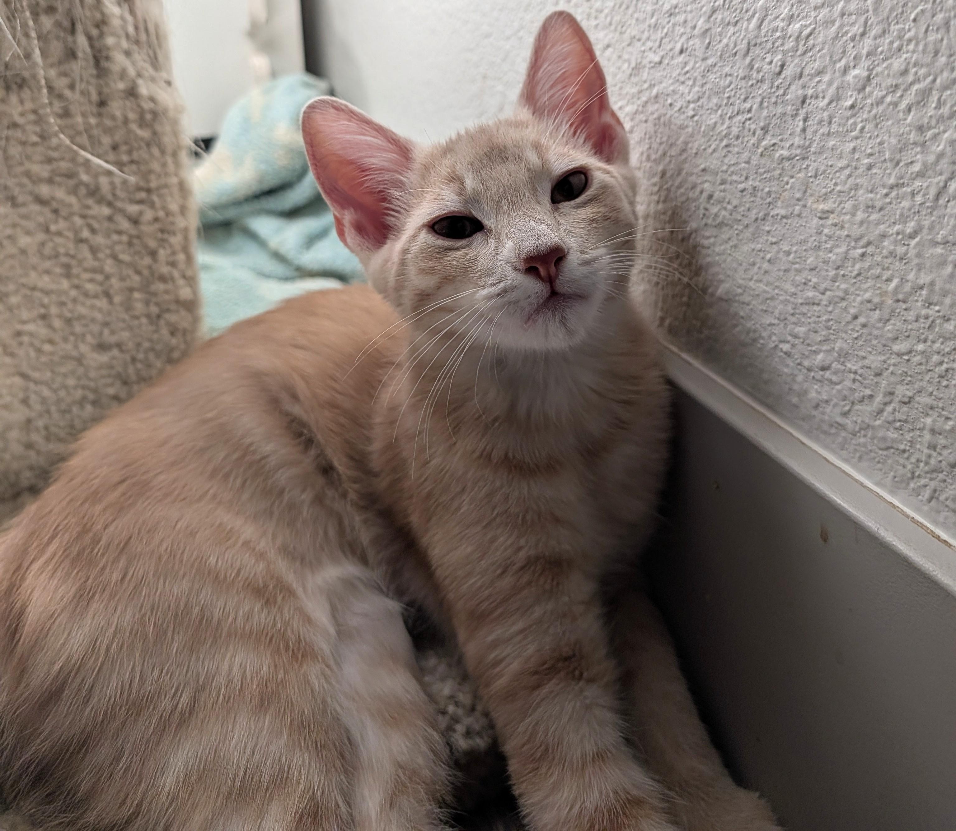 Leo — 16-Week-Old Orange Boy, ADOPTABLE, Kitten Male Domestic Short Hair.