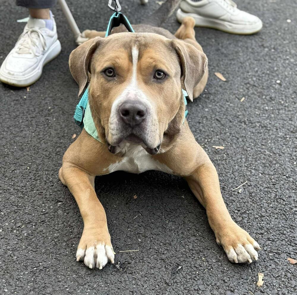 Crixus, Adoptable, Adult Male American Bully & Mixed Breed.