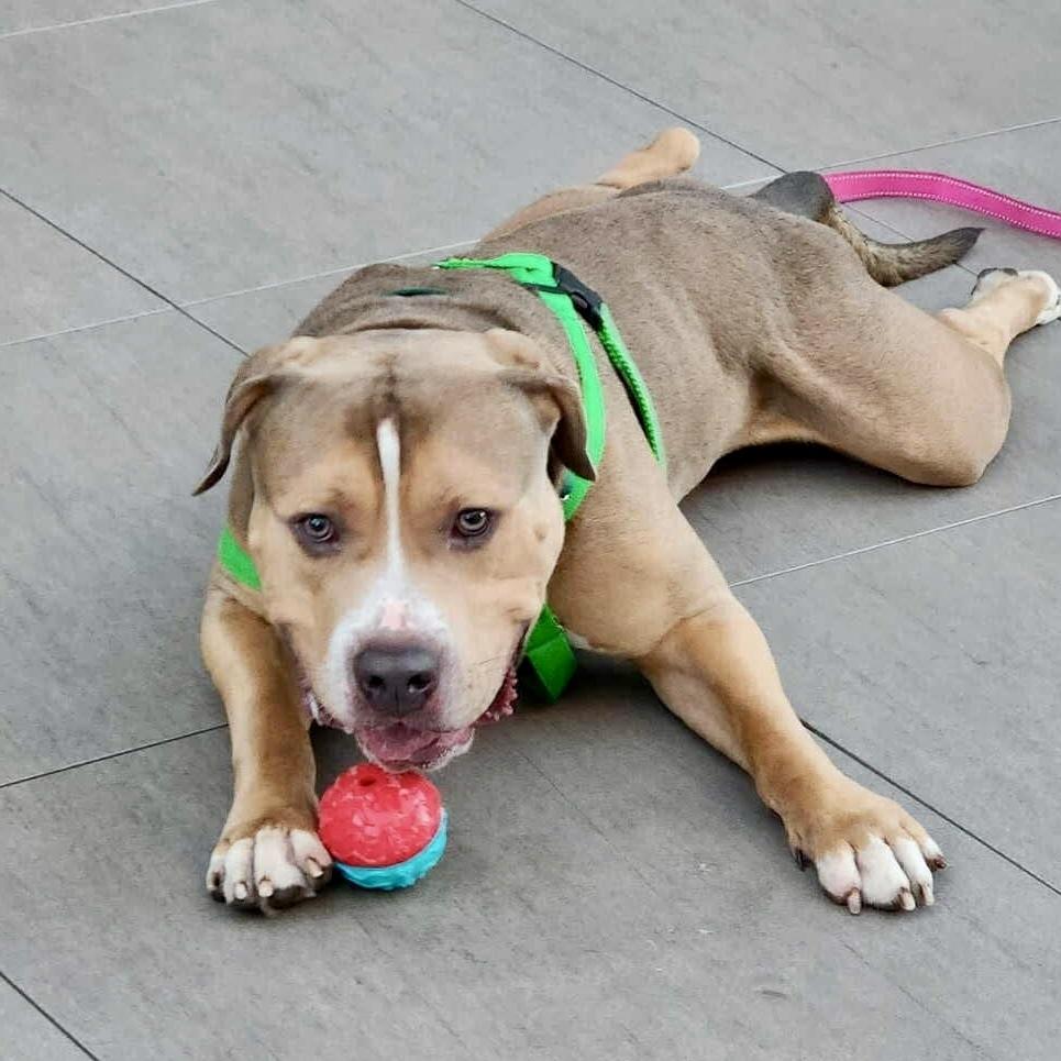 Enlarge Crixus, a Adoptable mixed breed in Long Island City, NY image 2/6