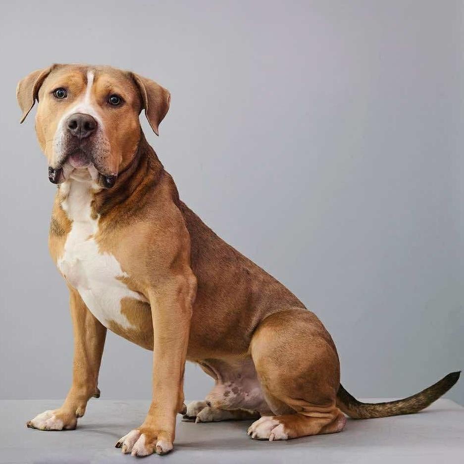 Enlarge Crixus, a Adoptable mixed breed in Long Island City, NY image 3/6