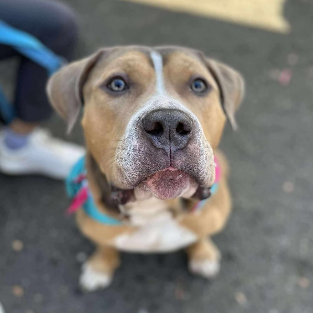 Enlarge Crixus, a Adoptable mixed breed in Long Island City, NY image 4/6