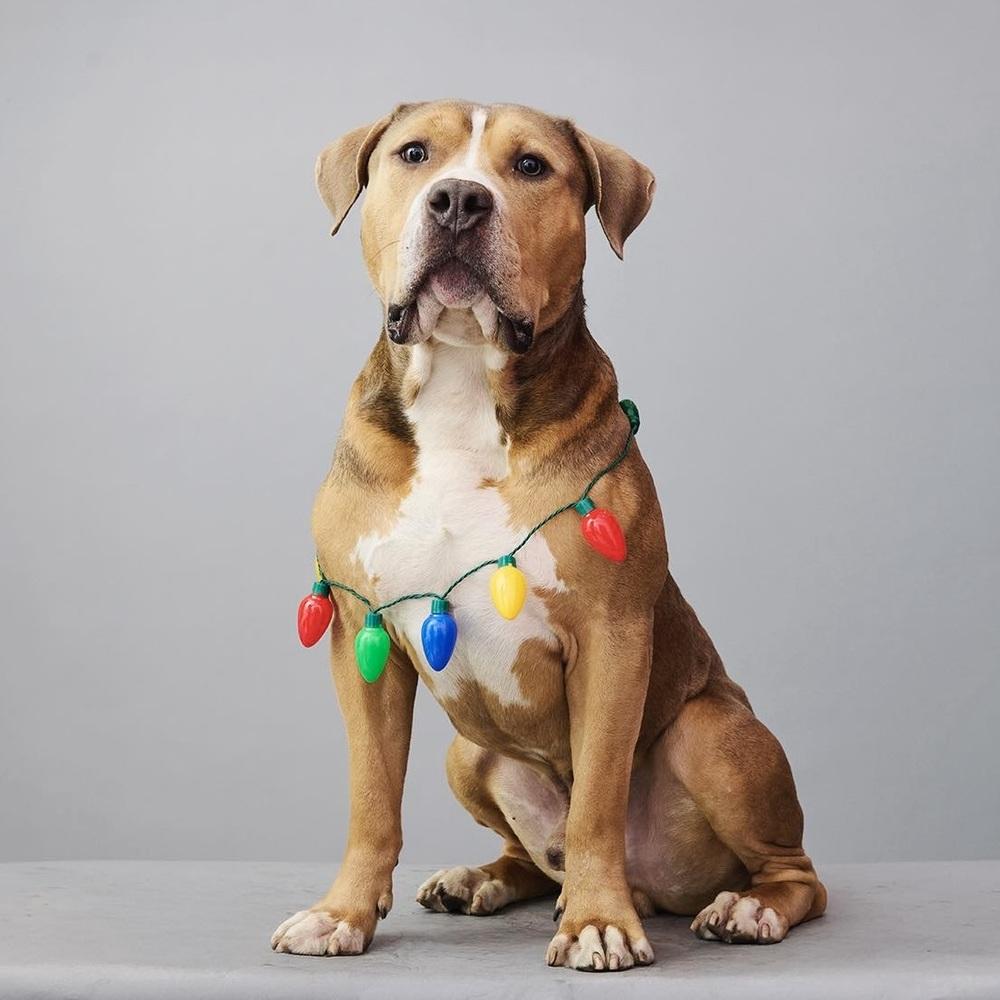 Enlarge Crixus, a Adoptable mixed breed in Long Island City, NY image 5/6
