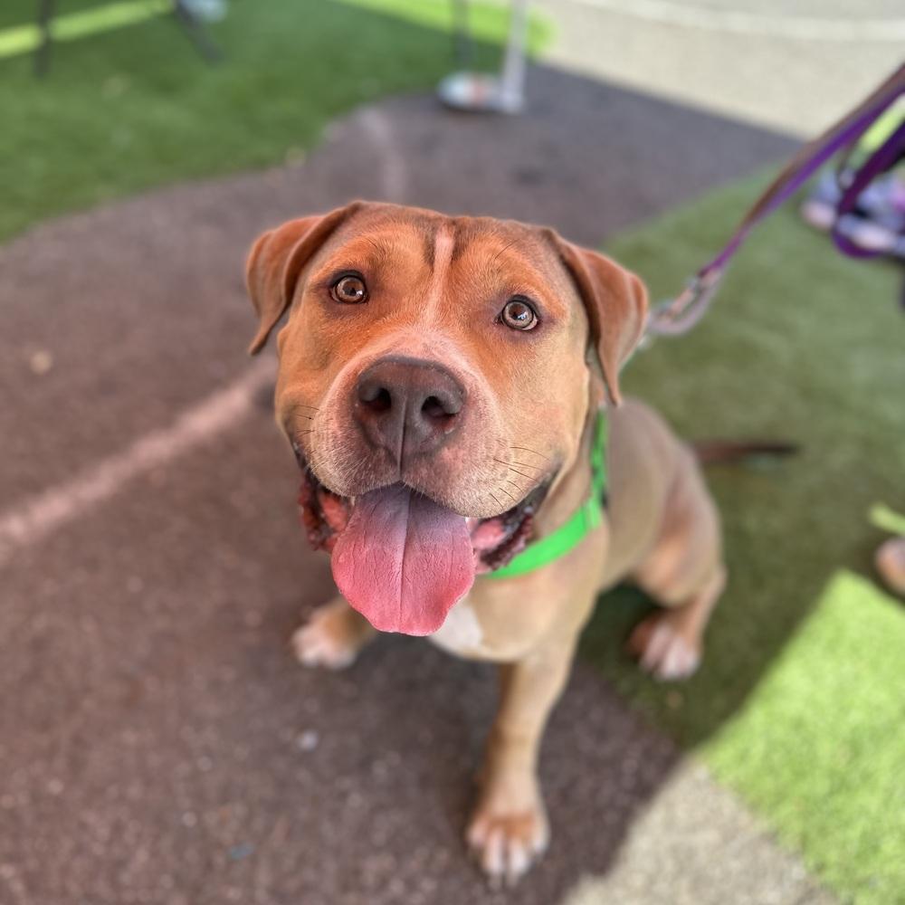 Enlarge Crixus, a Adoptable mixed breed in Long Island City, NY image 6/6