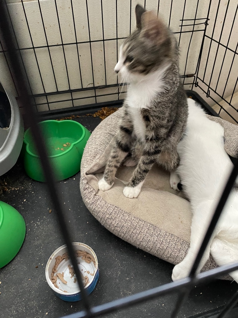 Enlarge Sassy aka Sassifrass, a Adoptable mixed breed in New Orleans, LA image 1/9