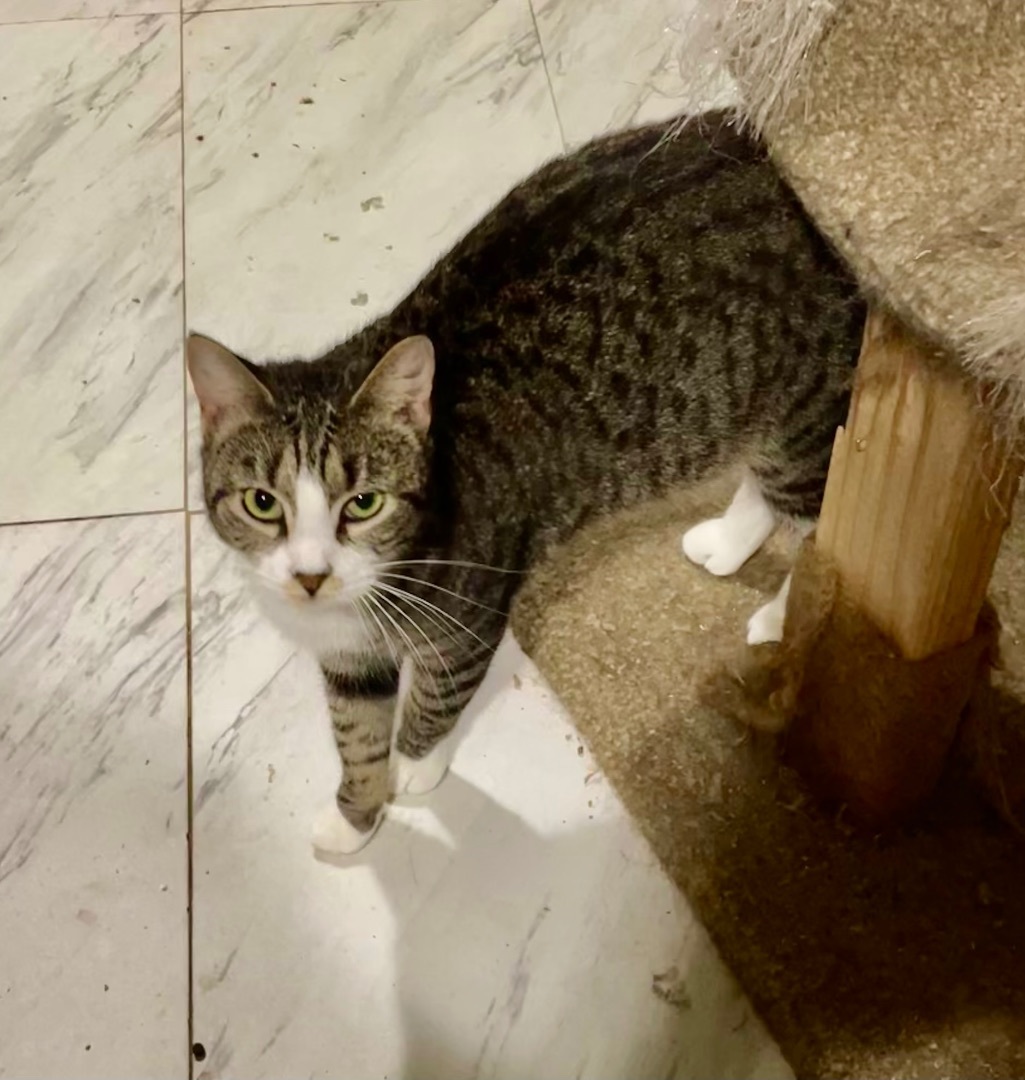 Enlarge Sassy aka Sassifrass, a Adoptable mixed breed in New Orleans, LA image 2/9