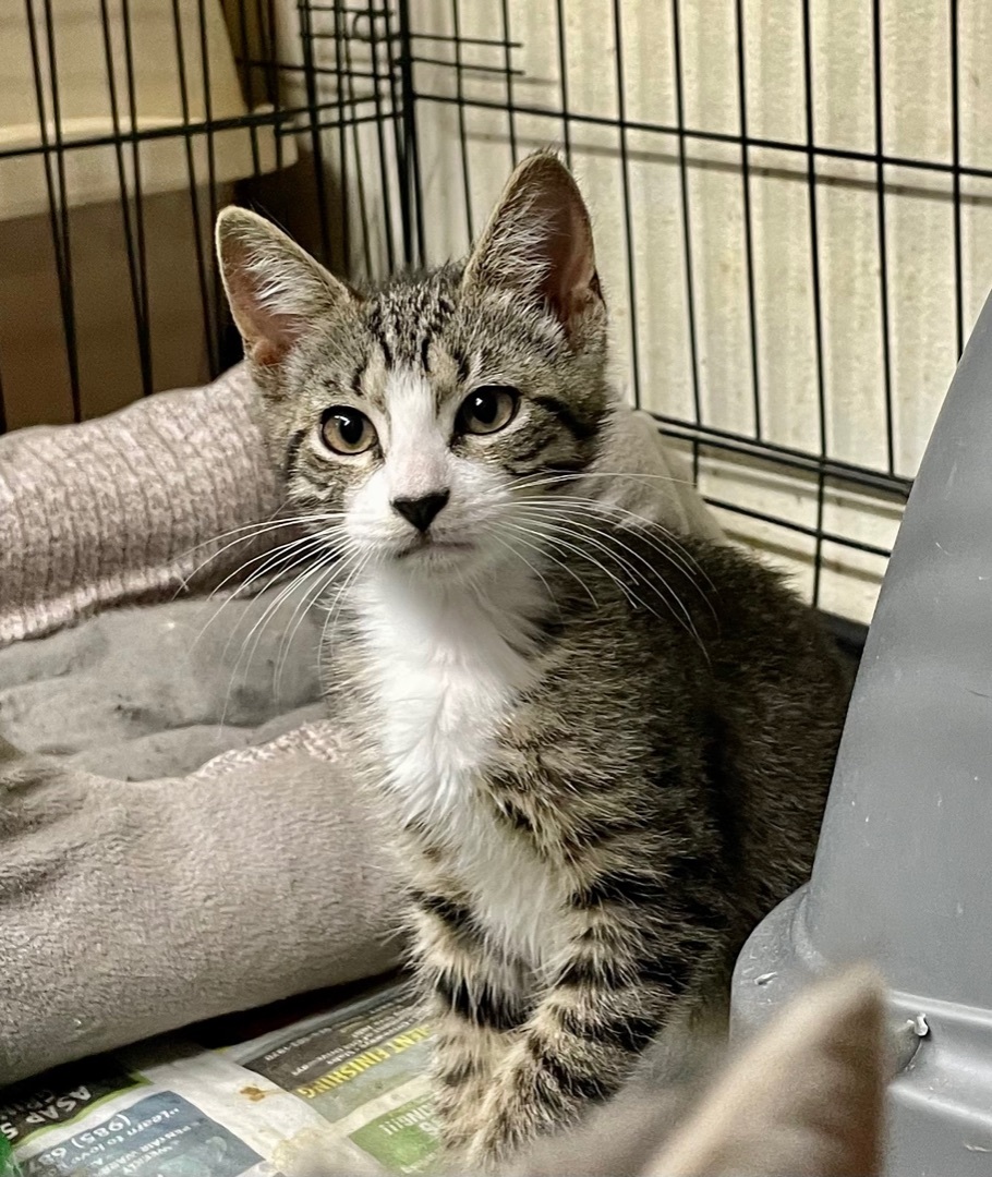 Enlarge Sassy aka Sassifrass, a Adoptable mixed breed in New Orleans, LA image 3/9