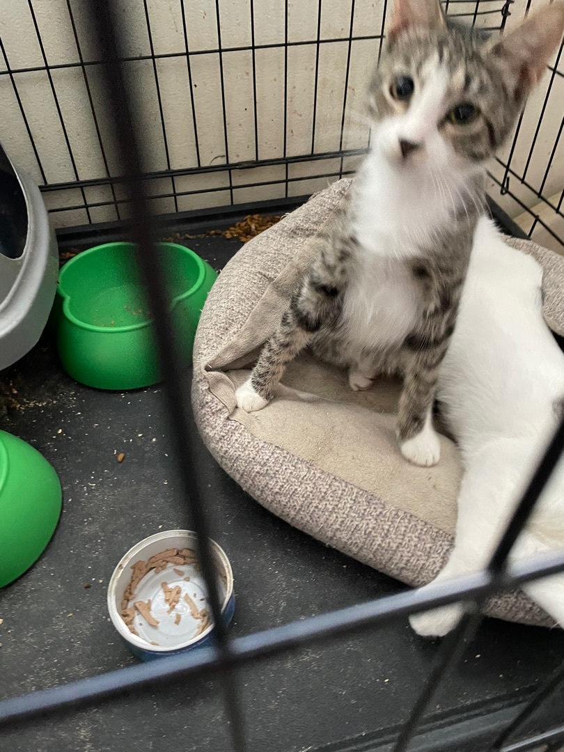 Enlarge Sassy aka Sassifrass, a Adoptable mixed breed in New Orleans, LA image 4/9