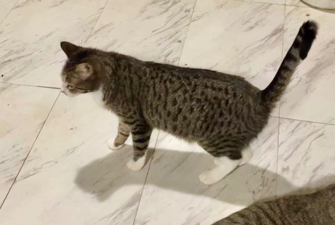 Enlarge Sassy aka Sassifrass, a Adoptable mixed breed in New Orleans, LA image 5/9