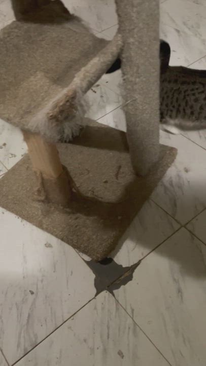 Enlarge Sassy aka Sassifrass, a Adoptable mixed breed in New Orleans, LA video 9/9