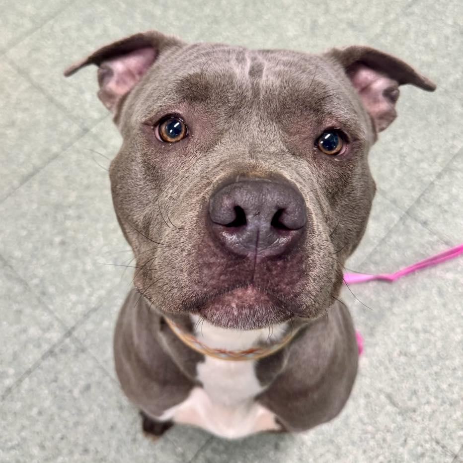 Enlarge Luna, an adopted Pit Bull Terrier in Passaic, NJ image 3/3