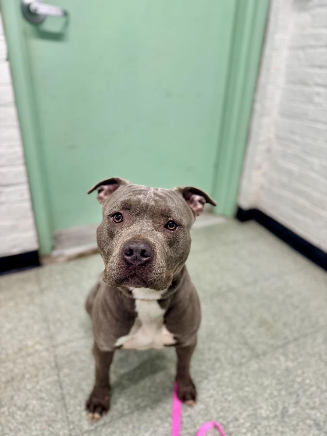 Luna, adopted, Adult Female Pit Bull Terrier.