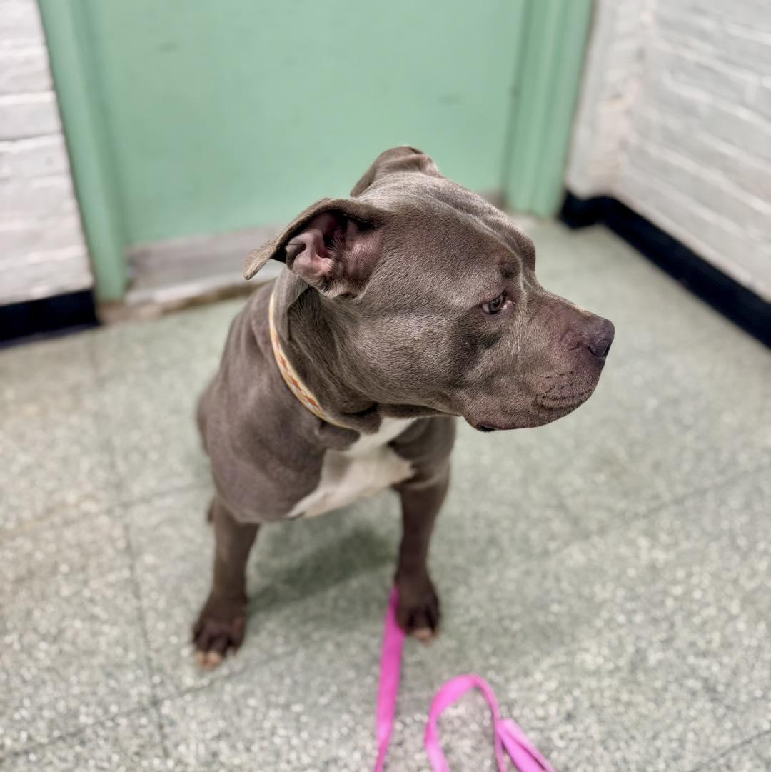 Enlarge Luna, an adopted Pit Bull Terrier in Passaic, NJ image 2/3