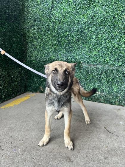 61830215, Adoptable, Puppy Male Belgian Shepherd / Malinois.