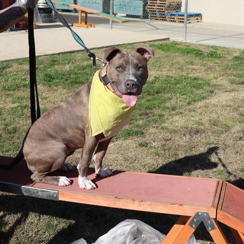 Opal, Adoptable, Adult Male Pit Bull Terrier.