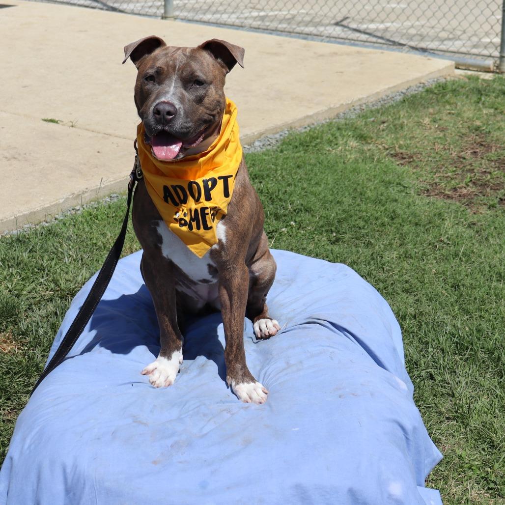 Opal, a Adoptable mixed breed in Ione, CA image 1/3