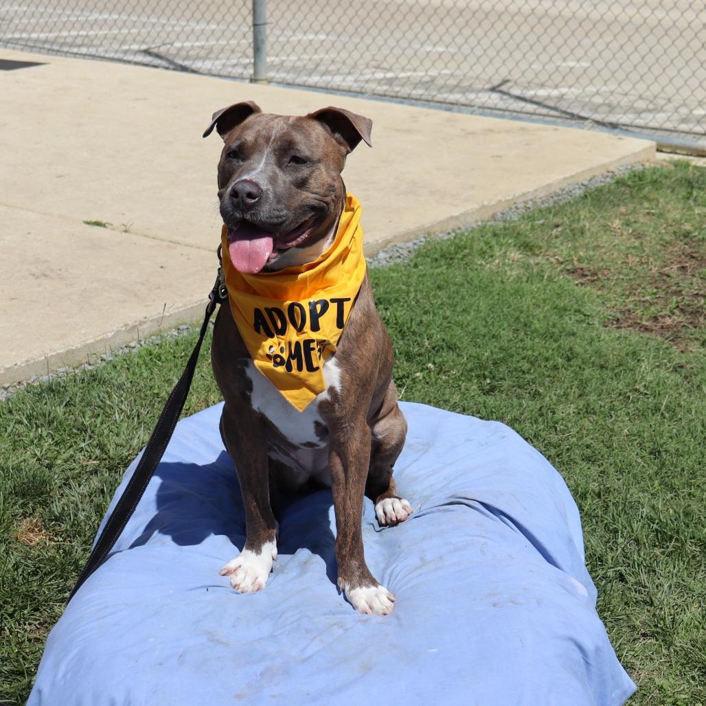 Opal, a Adoptable mixed breed in Ione, CA image 2/3