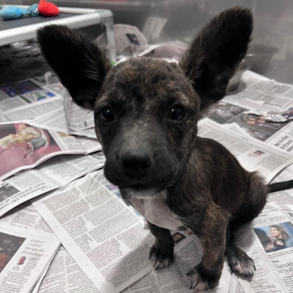 Enlarge Naomi D68956, a Adoptable mixed breed in Minnetonka, MN image 2/6