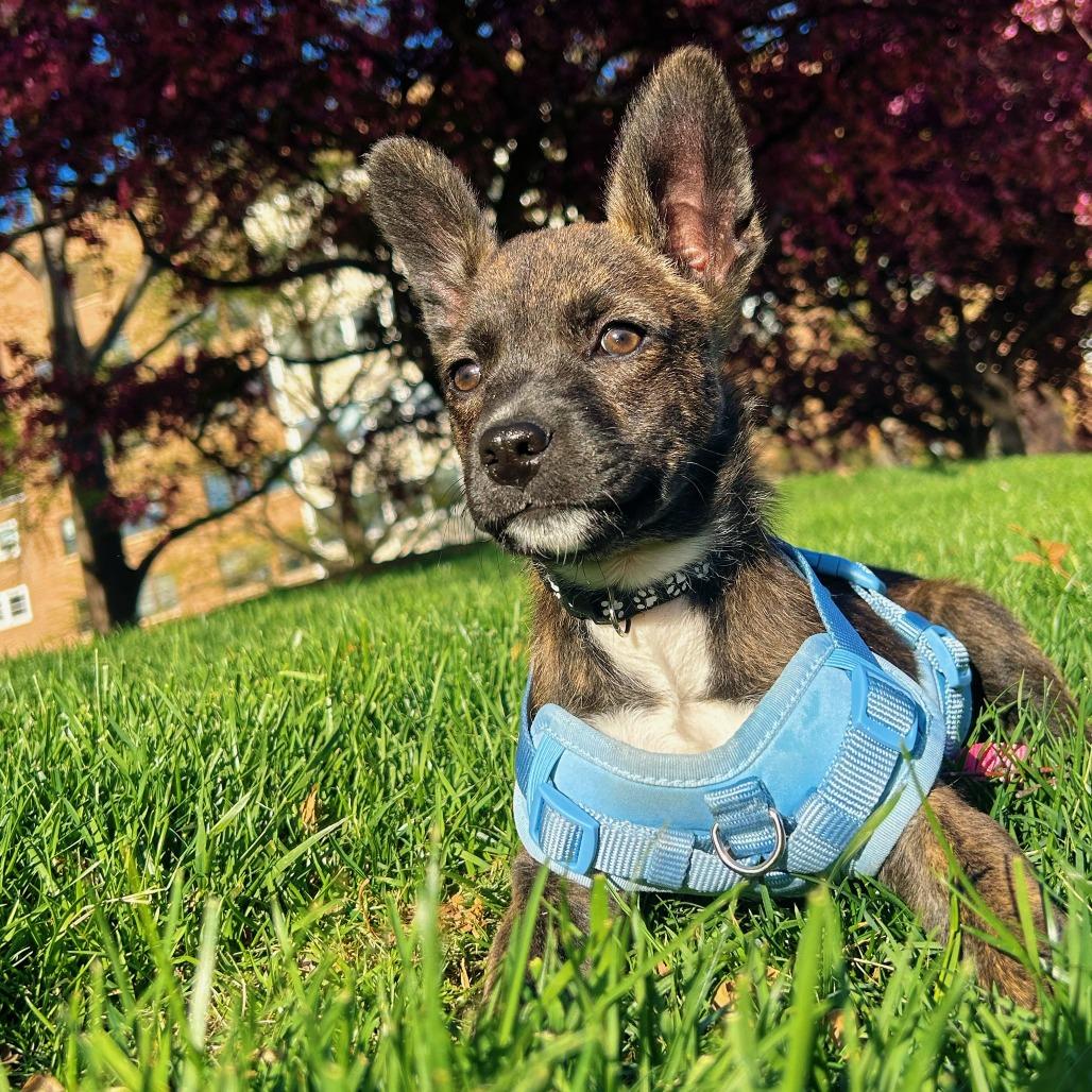 Enlarge Naomi D68956, a Adoptable mixed breed in Minnetonka, MN image 3/6