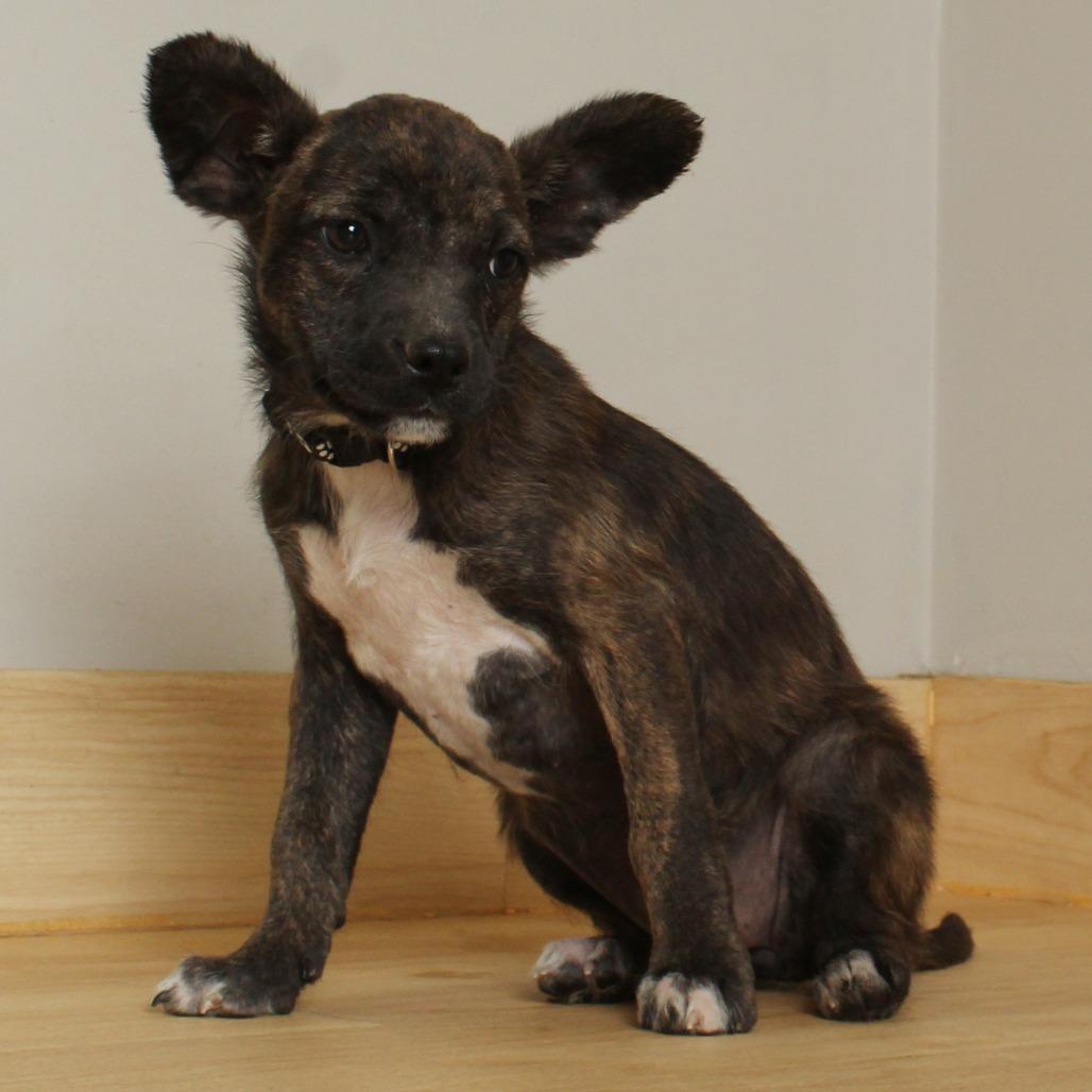 Enlarge Naomi D68956, a Adoptable mixed breed in Minnetonka, MN image 4/6