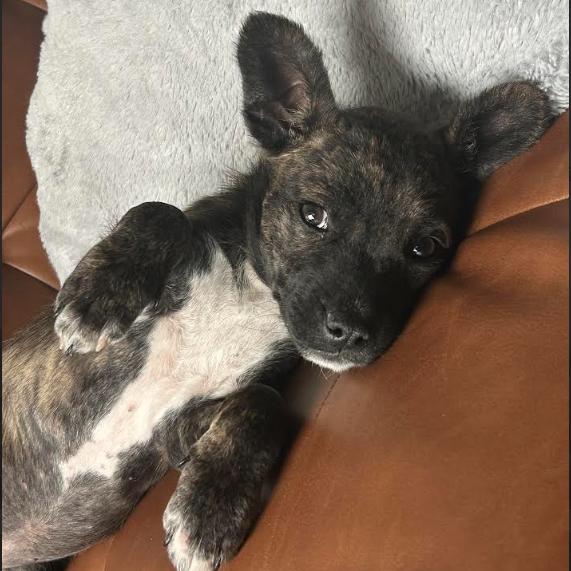 Enlarge Naomi D68956, a Adoptable mixed breed in Minnetonka, MN image 5/6