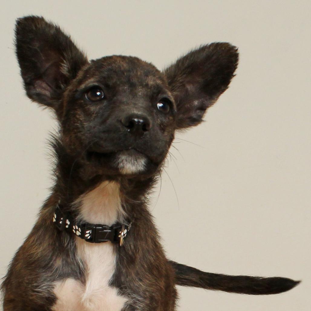 Enlarge Naomi D68956, a Adoptable mixed breed in Minnetonka, MN image 6/6