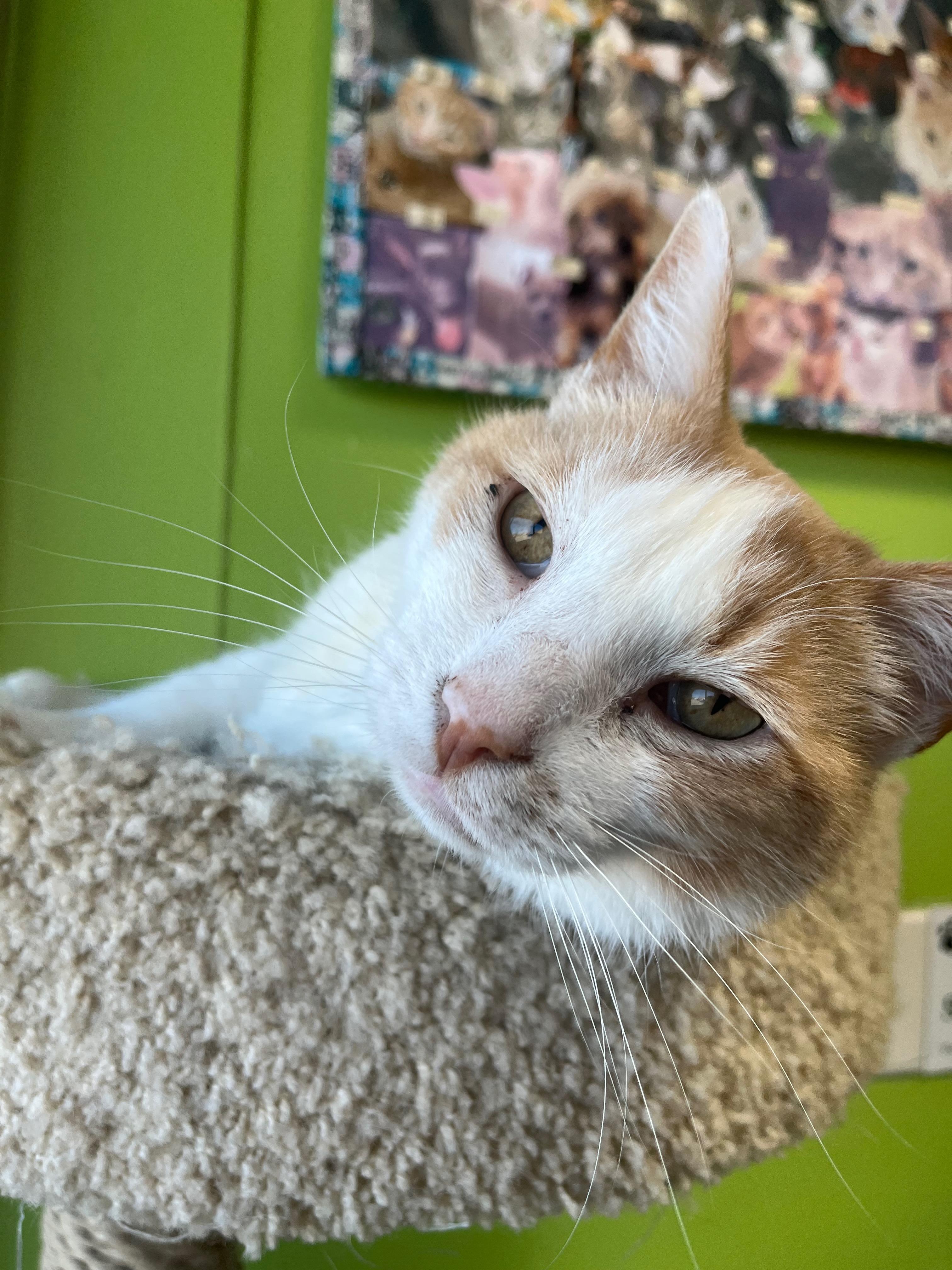 Carducci, an adopted Domestic Short Hair in Richmond, KY image 3/6