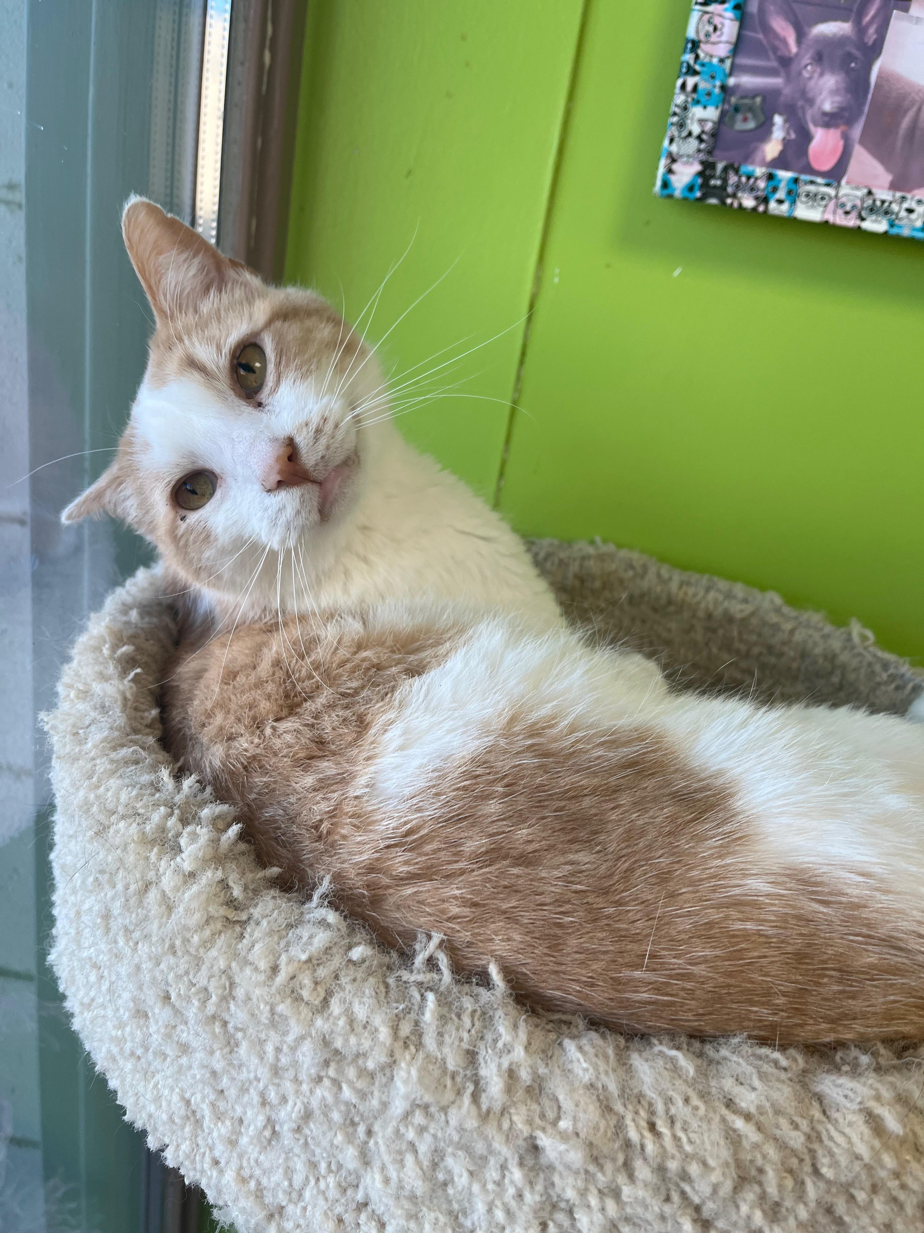 Carducci, an adopted Domestic Short Hair in Richmond, KY image 4/6