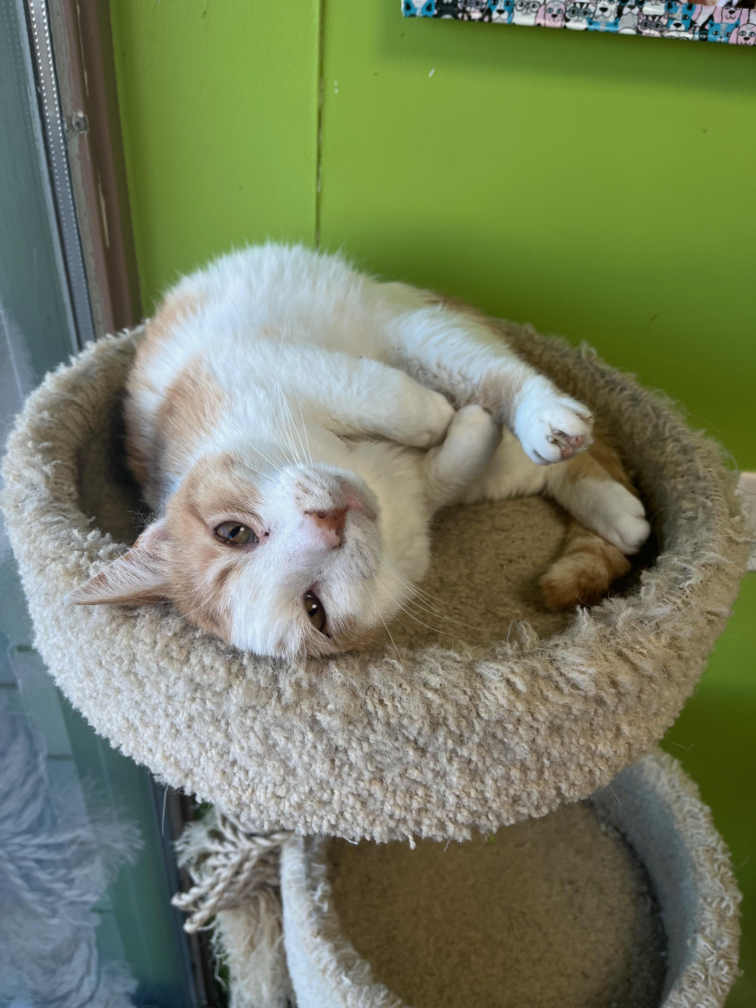 Carducci, an adopted Domestic Short Hair in Richmond, KY image 1/6