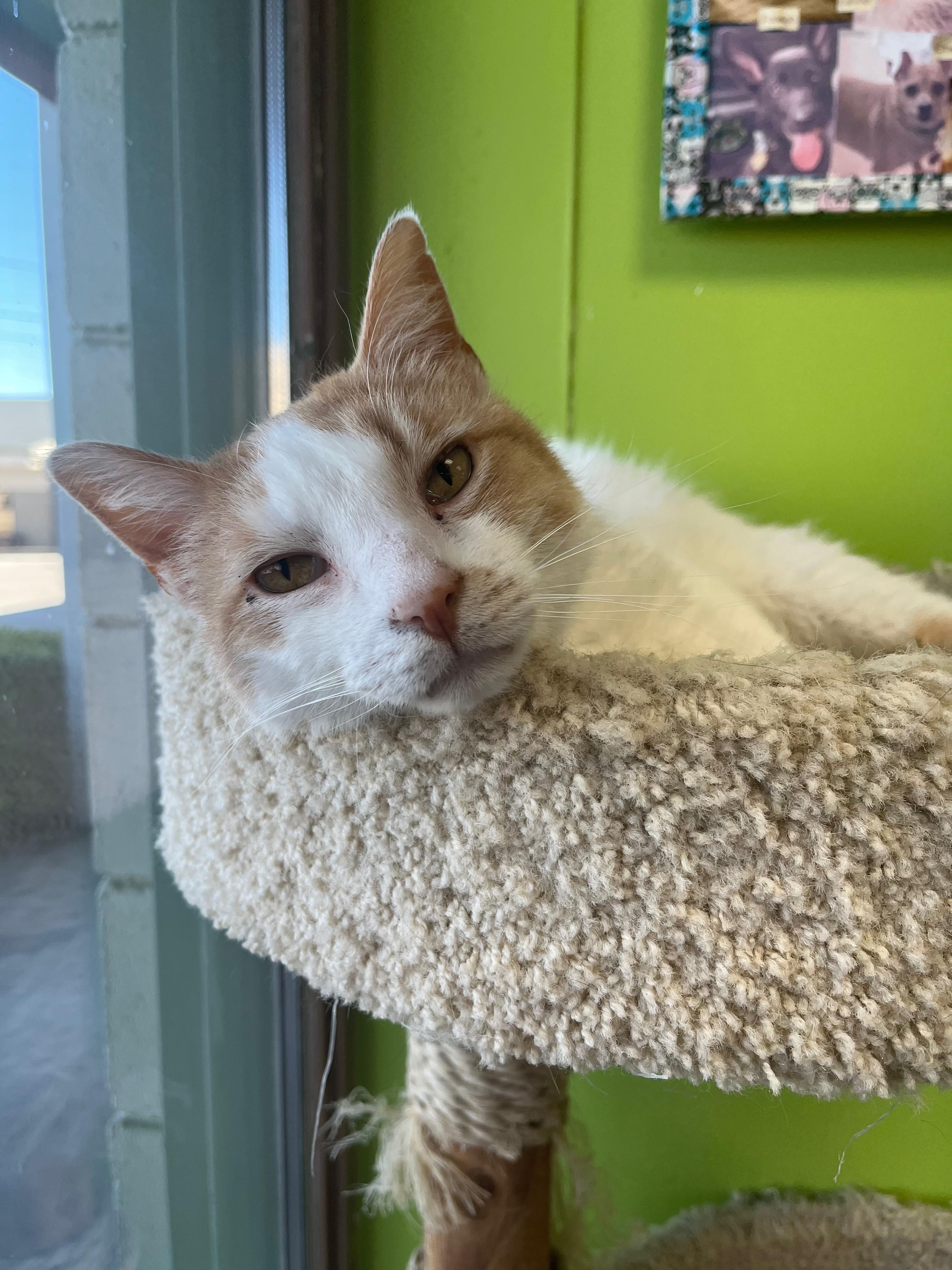 Carducci, an adopted Domestic Short Hair in Richmond, KY image 5/6
