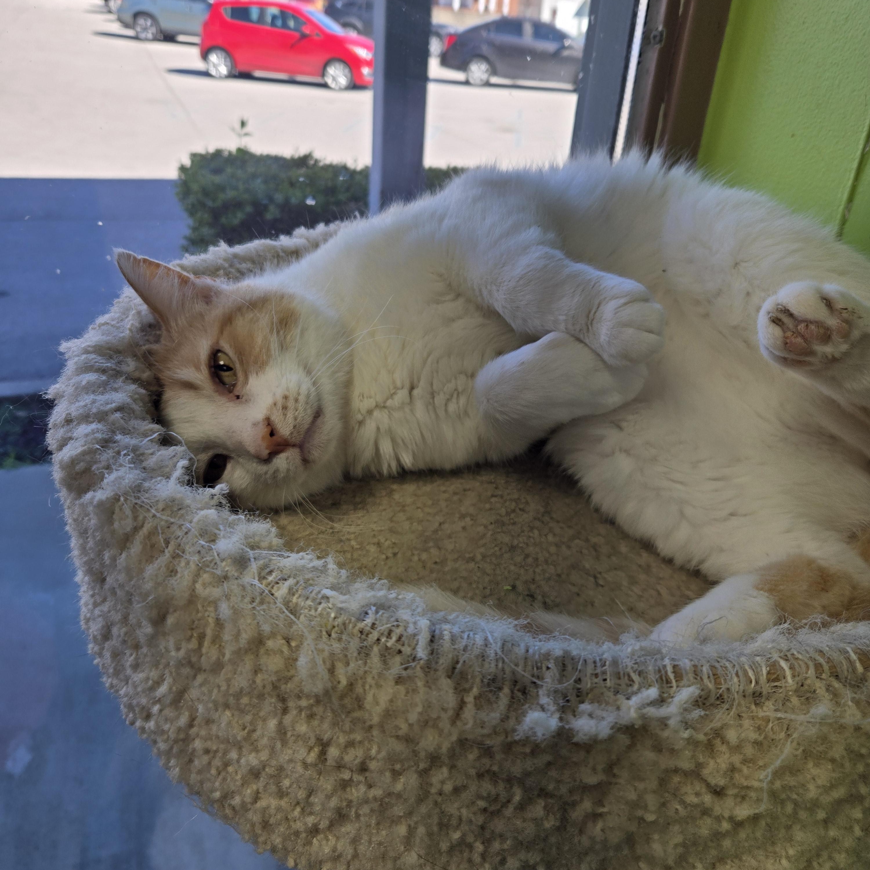 Carducci, an adopted Domestic Short Hair in Richmond, KY image 2/6