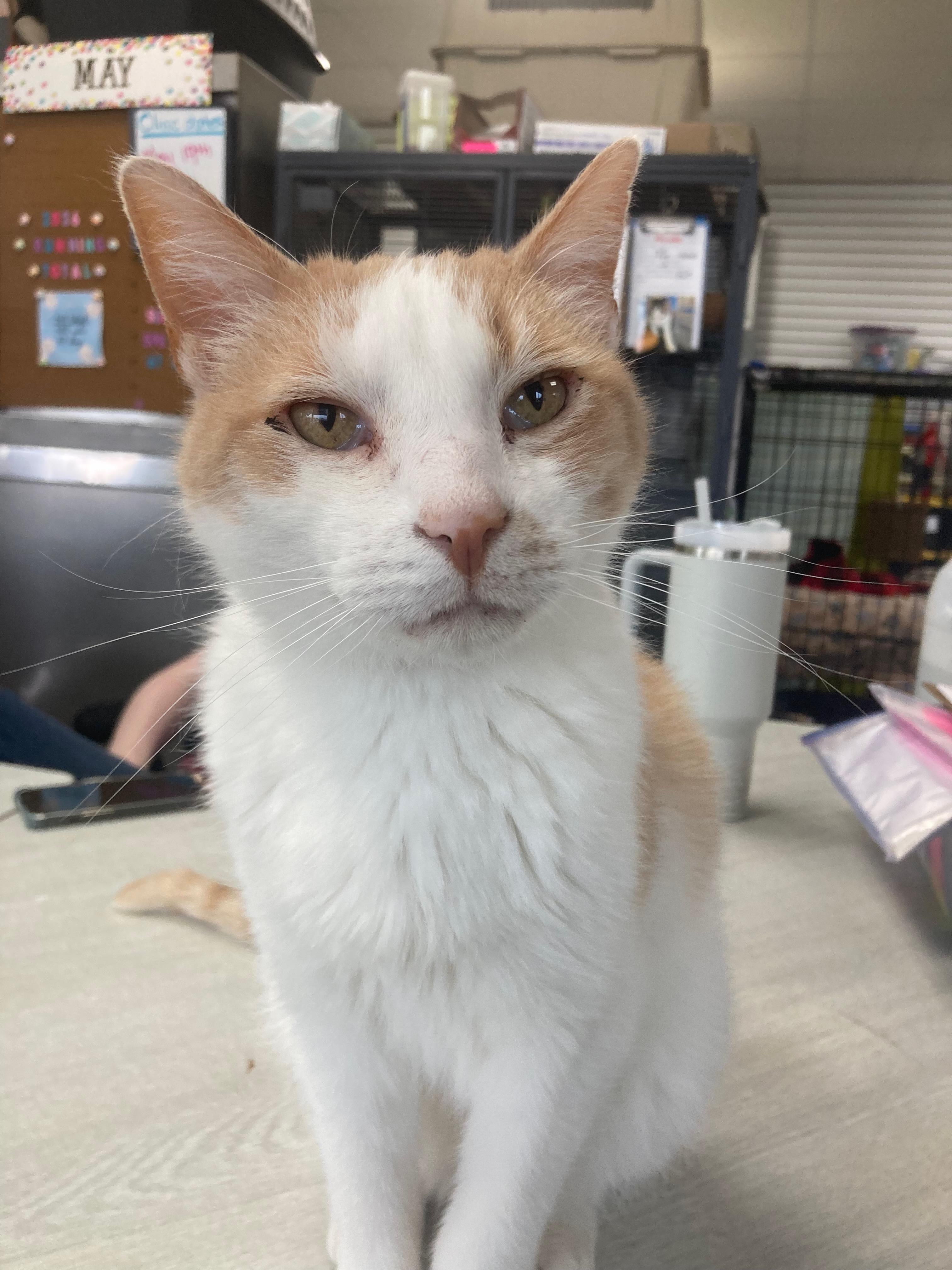 Carducci, an adopted Domestic Short Hair in Richmond, KY image 6/6